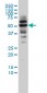 CAP2 Antibody (monoclonal) (M01)